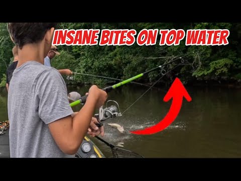 18 Pounds! Using Top Water ULTRA 4k #fishing #topwater #tournament #bigbass #river #bass