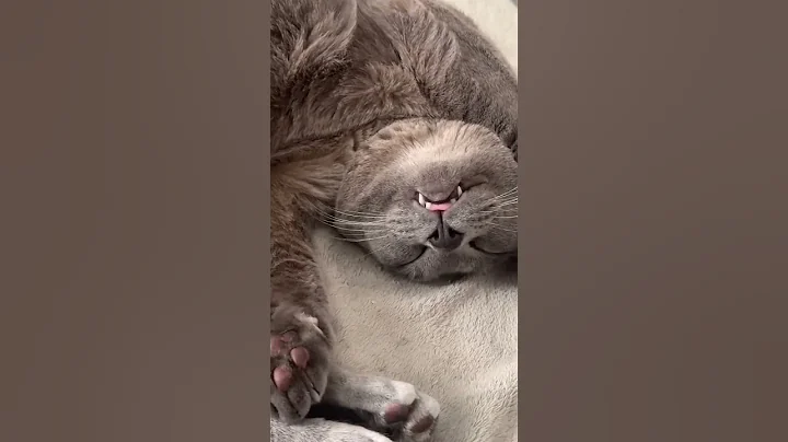 Video 10237961: cat loves sleeping, funny cat sleeping