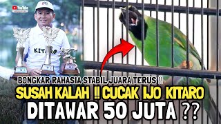 SUSAH KALAH 😱 CUCAK IJO KITARO VIRAL🤘DITAWAR 50 JUTA❓BONGKAR RAHASI STABIL JUARA TERUS❗🔥