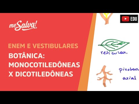 Vídeo: Diferença Entre Folhas De Monocotiledônea E Dicotiledônea