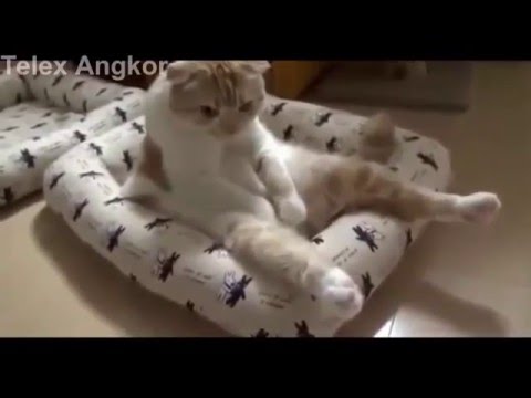 best-of-december-2015-cute-and-funny-animals-videos-|-funniest-animal-video-compilation