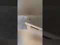 Paslode vs. Metabo Nailer: Aggressive Tip & Depth Control #shorts