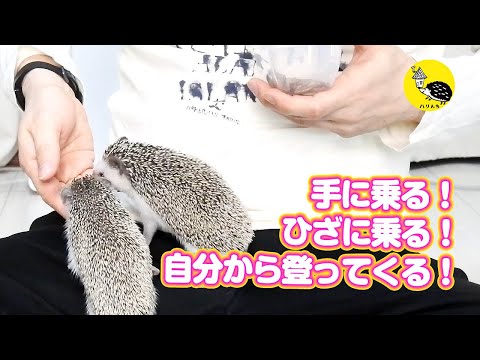 お迎え待ちのハリネズミ、これを見たら飼いたくなる！