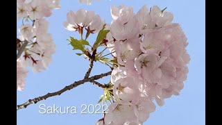Spring Sakura Blossoms in Toronto 2022 #sakura #spring #toronto screenshot 5