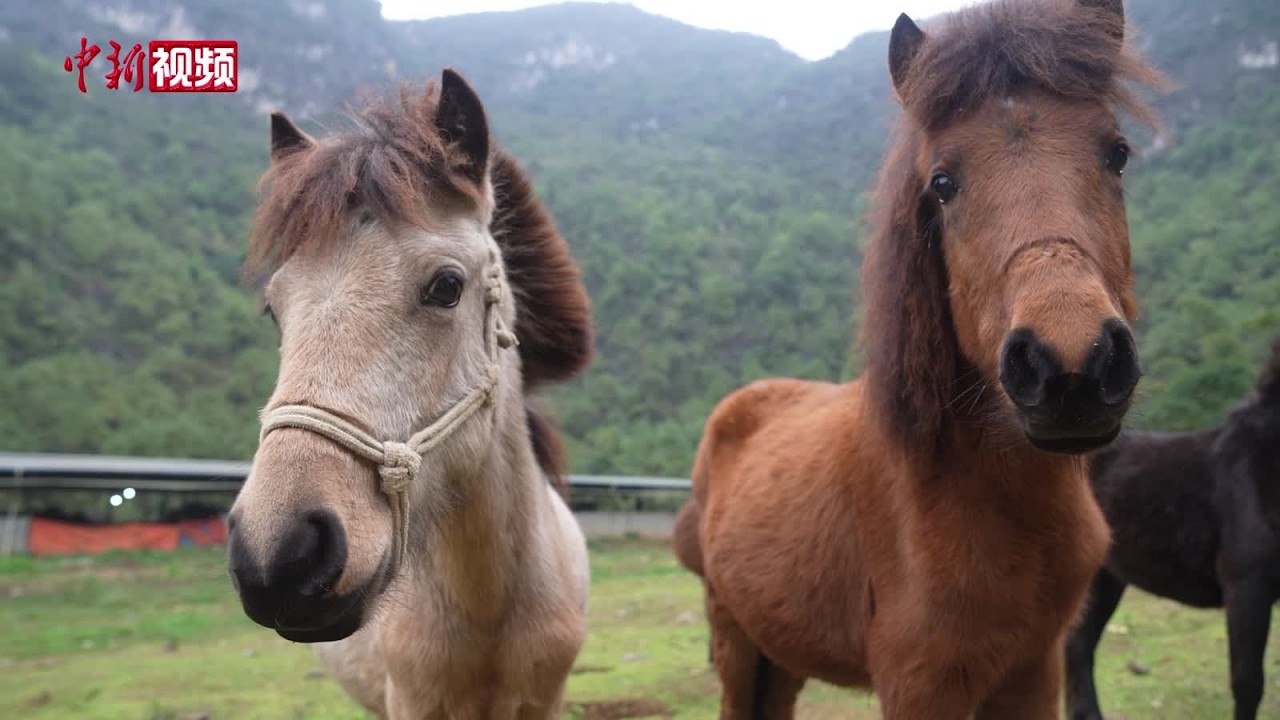 【马年说马】从卖力到卖萌！“马中大熊猫”再迎高光时刻
