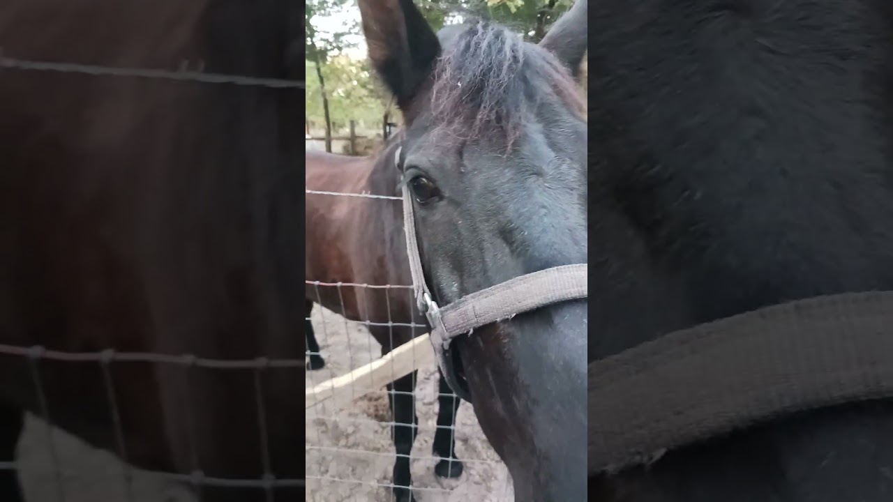 CARROT MONSTAR Suggested hashtags 