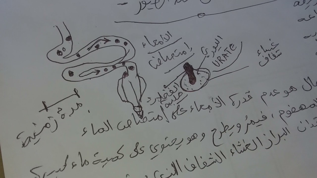 الاسهال عند الطيور أهم المفاهيم انواعه اسبابه وعلاجه