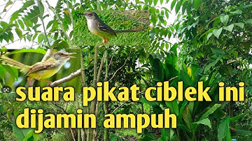 suara pikat ciblek ribut ampuh - hitungan menit ciblek liar pada ngumpul mengerubungi suara pemikat