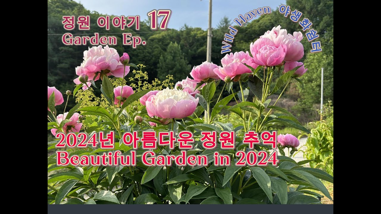 2024년의 아름다운 정원 추억으로 오늘 행복하기에 희망찬 봄 기대. Beautiful garden: spring more anticipated. 야생화 쉼터 Wild Haven