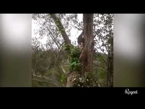 python swallows a possum whole as it dangles from a tree