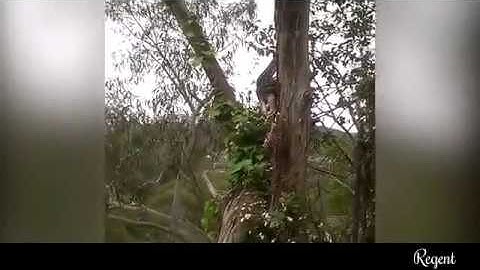 python swallows a possum whole as it dangles from a tree
