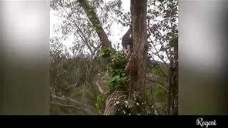 python swallows a possum whole as it dangles from a tree