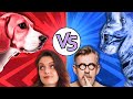 Chien Vs Chat Qui Est Le Plus Intelligent Avec Laboiteacuriosites mp3