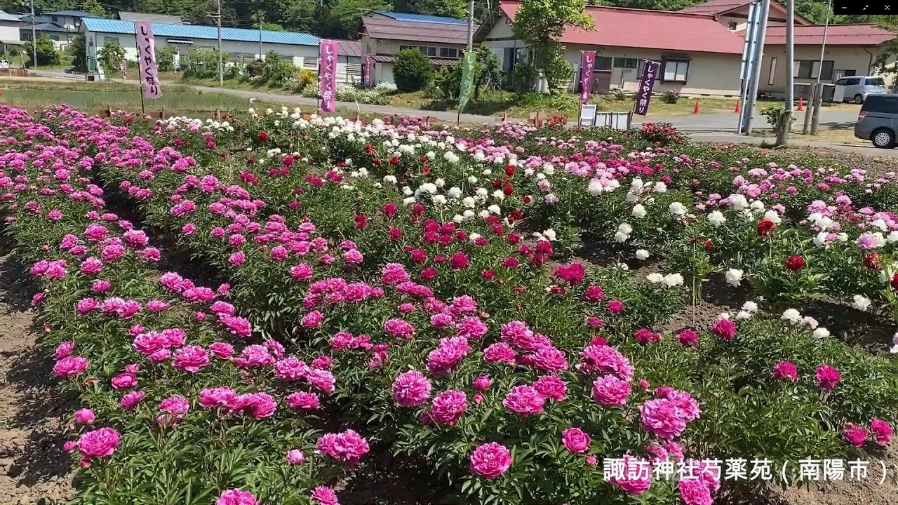 日本一】芍薬（しゃくやく）の杜「諏訪神社」と郷愁溢れるオカリナ演奏