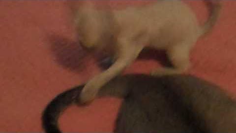 Video 300881: kitten devon, cats devon, singapura kitten