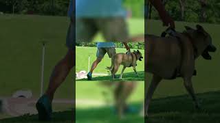 DOGS BODY LANGUAGE | SOMETHING NOT RIGHT IN HER ACTION philippines LAKAYMANNONGTV MirSimpleLife