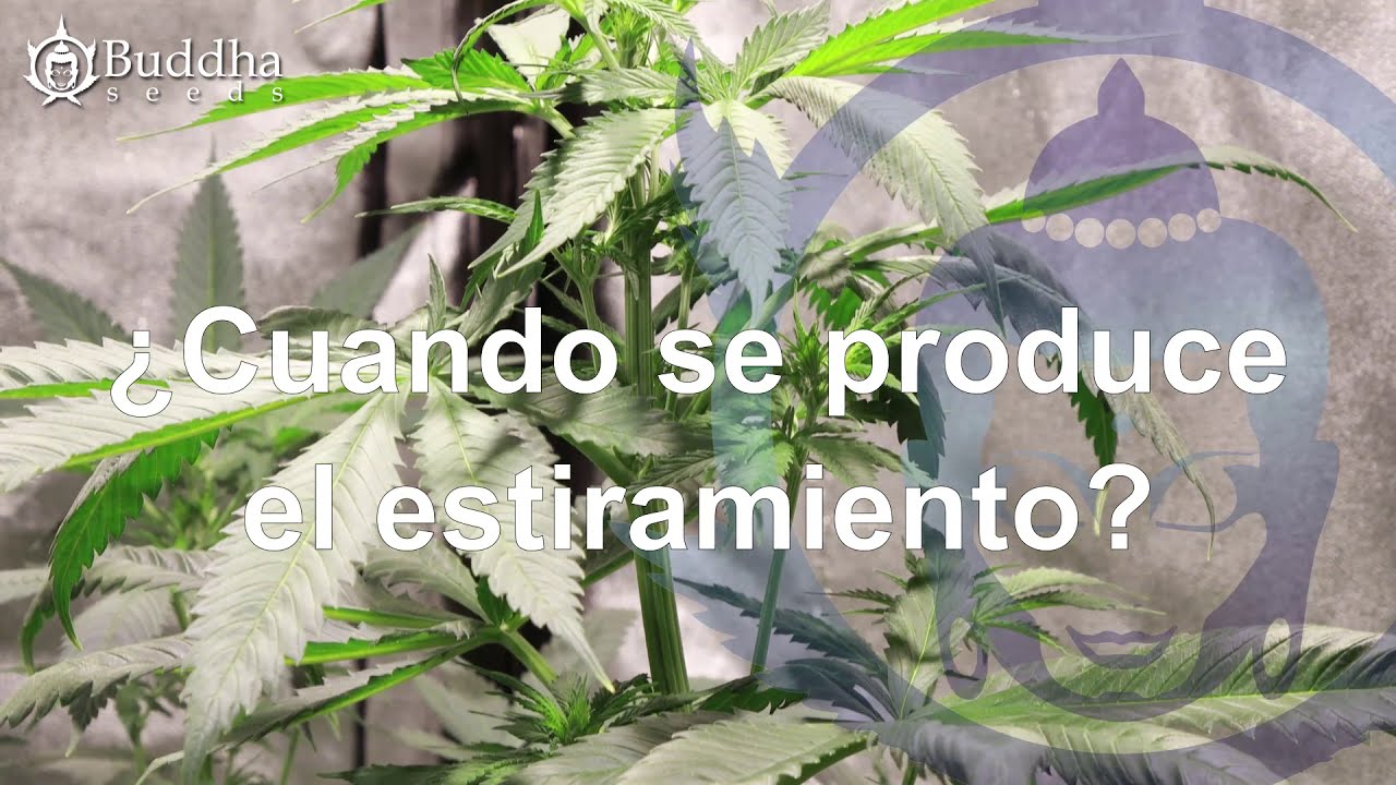 CRECIMIENTO PLANTAS EN FLORACIÓN