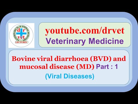 Bovine viral diarrhea (BVD) and mucosal disease (MD) Part 1