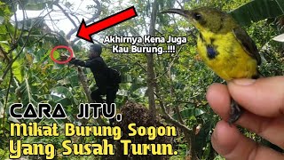 Cara Jitu, Mikat Burung Sogon, Yang Susah Turun
