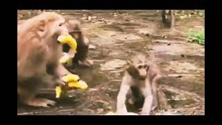 Koşun Lan Herkes Koşsun