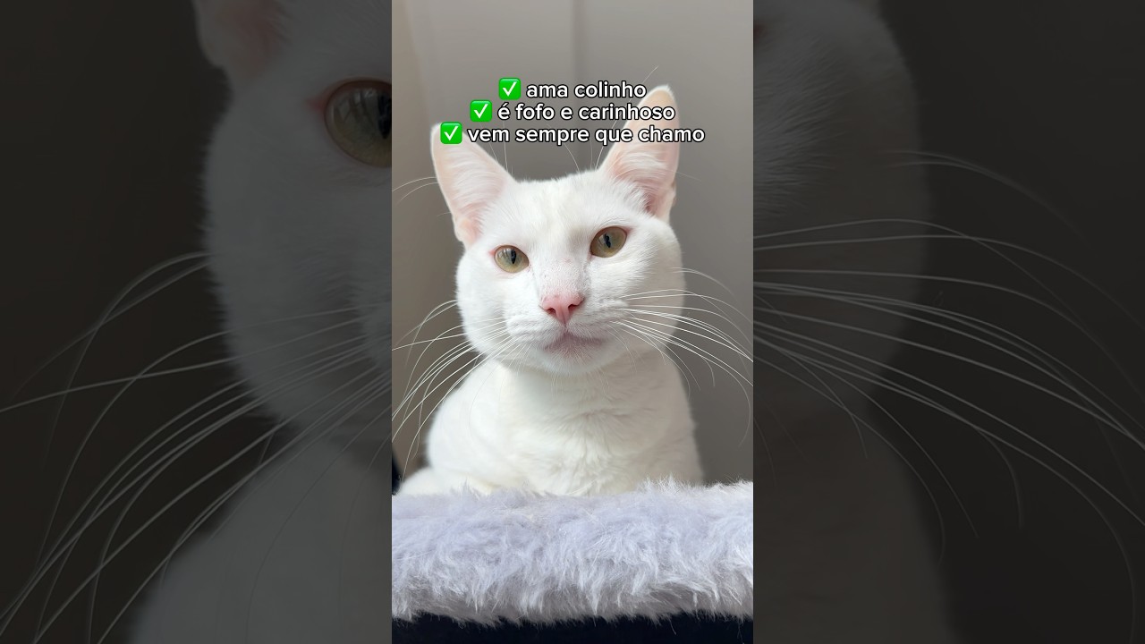 QUALIDADES X DEFEITOS do Enzo 😅 