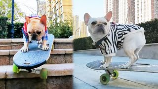 Dog Skateboard Challenge |French bulldog skateboarding and shopping！#dog #skateboarding