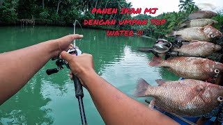 Mancing casting MANGROVE JACK sungai maron pacitan #2