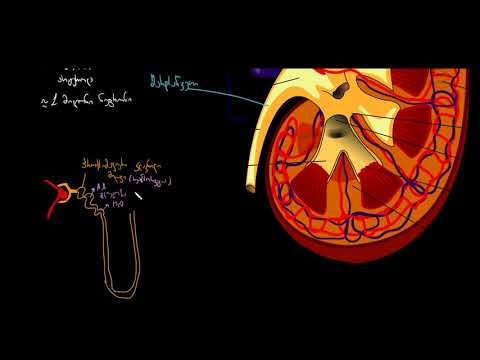 თირკმელი და ნეფრონი