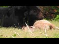 Huge Black bear defending deer kill