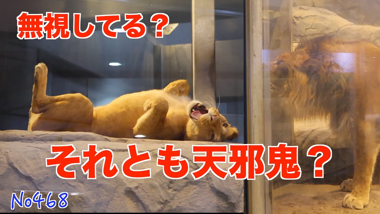 No468 無関心？それとも照れ？イトの態度に振り回されるパーチェの咆哮 円山動物園　