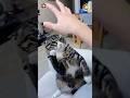 "Heartwarming Moments: Adorable Cats Play Together with Their Loving Owner! 😻💕"