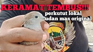 KERAMAT TEMBUS PERKUTUT LOKAL UDAN MAS ORIGINAL