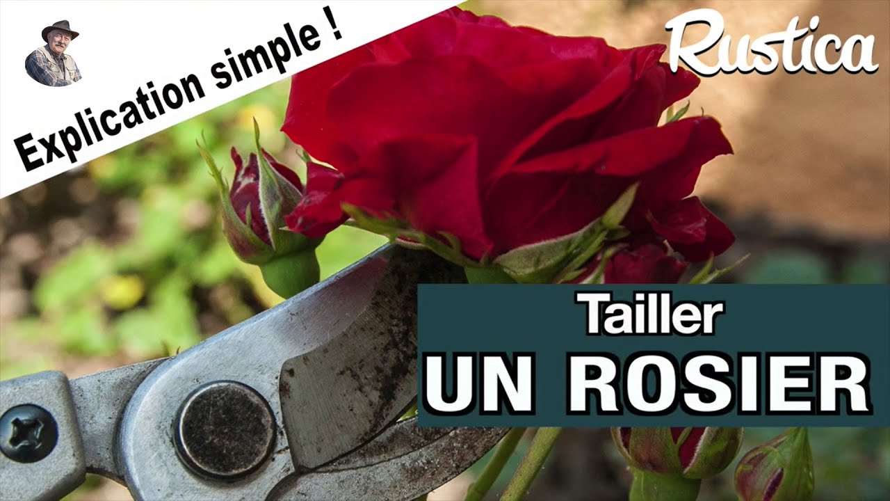 Tailler son rosier, entretien, traitement des rosiers