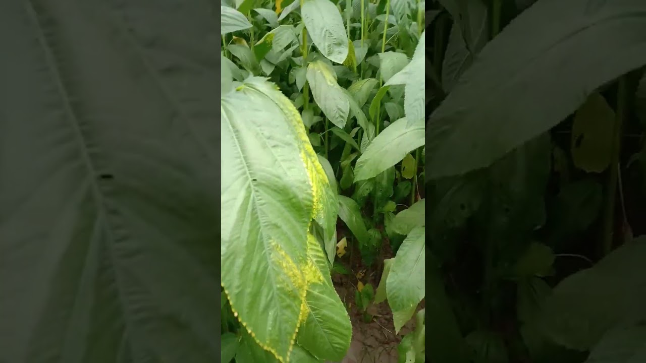 sutli rassi banane ka Jhad