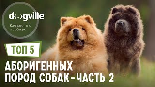 ТОП 5 Аборигенных пород собак - Часть 2