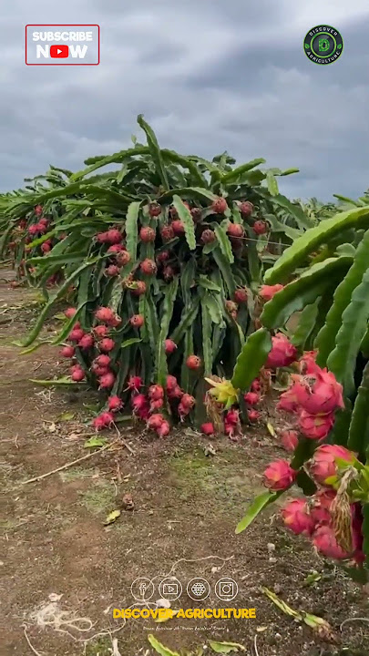 Dragon Fruit Farm