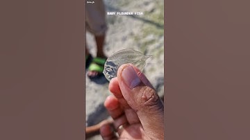 "Ze dacht dat het glas was... maar het begon te bewegen! 🐟🌊😱" #kortevideo