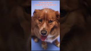 Brucelosis en perros por cepas lisas. #veterinaria #perros #diagnóstico