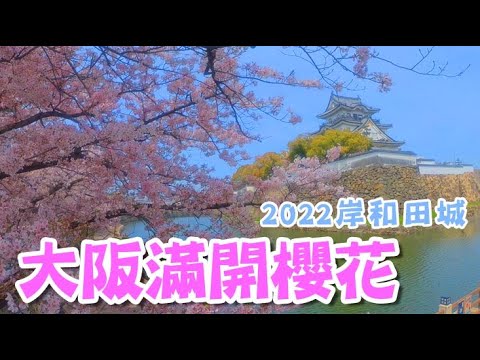 大阪岸和田城櫻花2022🌸🌸漫步滿開賞櫻秘境！賞櫻Vlog