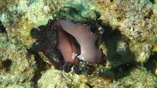 Persian Carpet Flatworm - Fascinating Facts About The Flying Flatworm