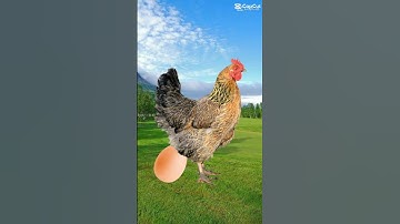 FUNNY CHICKEN EGG #shorts #funny #egg #chicken #layingegg #magic #awesome #laugh #hatching #lol