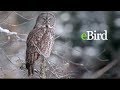 eBird Video Tutorial Quiz