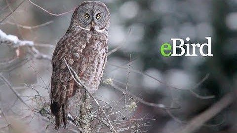 Introduction to eBird