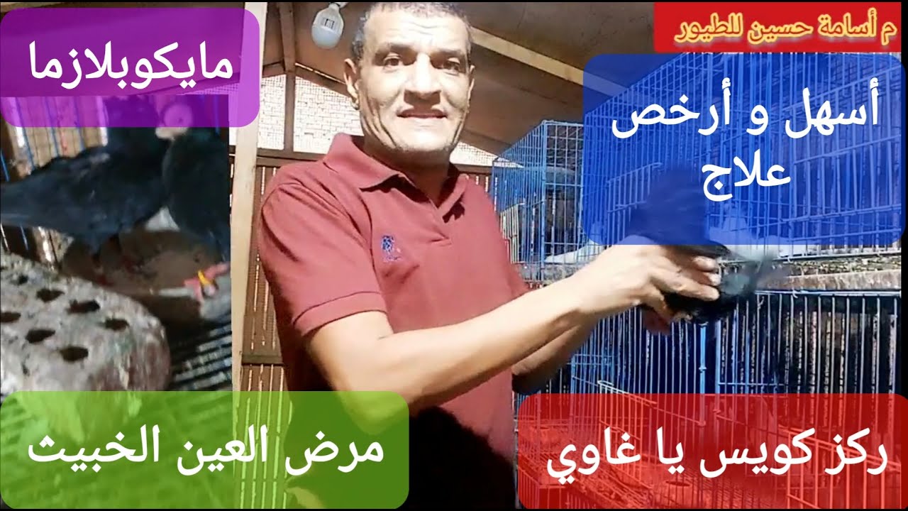 أرخص علاج لمرض مايكوبلازما مرض العين في الببغاوات والعصافير والحمام ركز كويس #م_أسامة_حسين