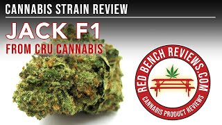 Cru Cannabis |  Jack F1 Strain Review | 26.37% THC!