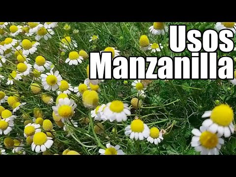 Vídeo: Flores De Manzanilla: Instrucciones De Uso, Precio, Revisiones, Análogos
