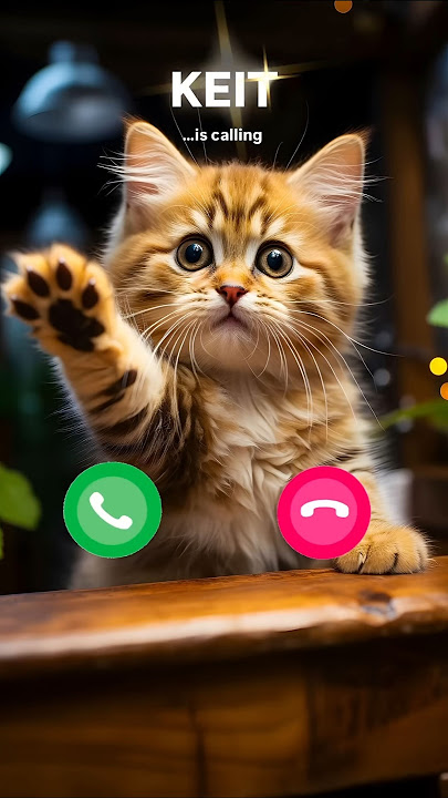 Keit Cat Calling 😮#ringtone #cat #gato #babygirl #youtubeshorts #catlovers #viralvideo #mi #shorts