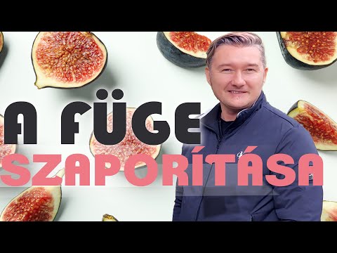 A FÜGE SZAPORÍTÁSA
