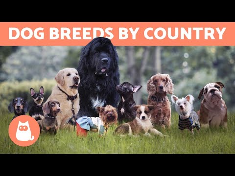 Video: Top Dogs Across America: 10 Breeds Paling Populer menurut Negara