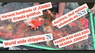 HARVEST HUNDREDS OF JUMBO ORANDA  GOLDFISH, PANEN RATUSAN IKAN MASKOKI ORANDA JUMBO